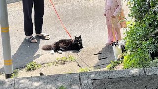 A Sunny Day Walk with Our Cats🐈⬛🐈⬛☀️お天気良いのでみんなでお散歩