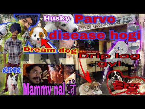 Bejuban janwaar di care🥺| mammy nal pangee😅|morning time galla🥵| 🐶dream dog 🤗