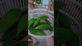 Download lagu Tak sangka tanam pare di pot kini tuai hasil :) mp3 Download lagu Tak sangka tanam pare di pot kini tuai hasil :) mp3