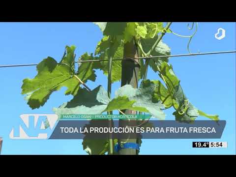 #NuestroAgro: En Garupá producirán uva en invernáculos