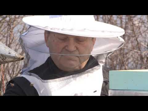 Boja meda ep.54 19.03.2019. - Borba protiv varoe...