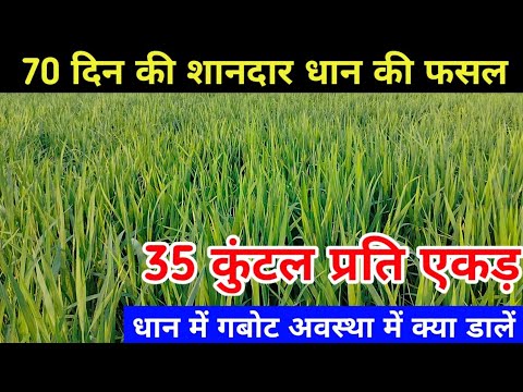 Dhaan Ki Kheti Kaise Karen