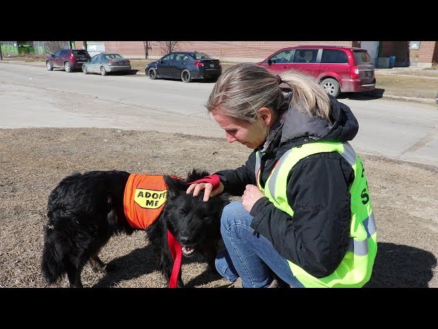 Volunteer Opportunities - Animal Services - City of Winnipeg Volunteer Opportunities - Animal Services - City of Winnipeg