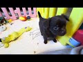 Chihuahua dogs for sale: Wilde - Video 1