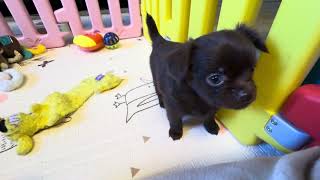 Video preview image #15 Chihuahua Puppy For Sale in CHARLESTON, AR, USA