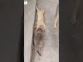Cat scared by big size rat | funny video | cat and rat