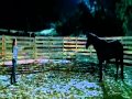 Flicka - The Taming of the Wild Horse.wmv