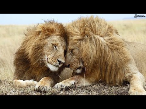 Africa Predatori letali II - 09 I Re di Nsefu