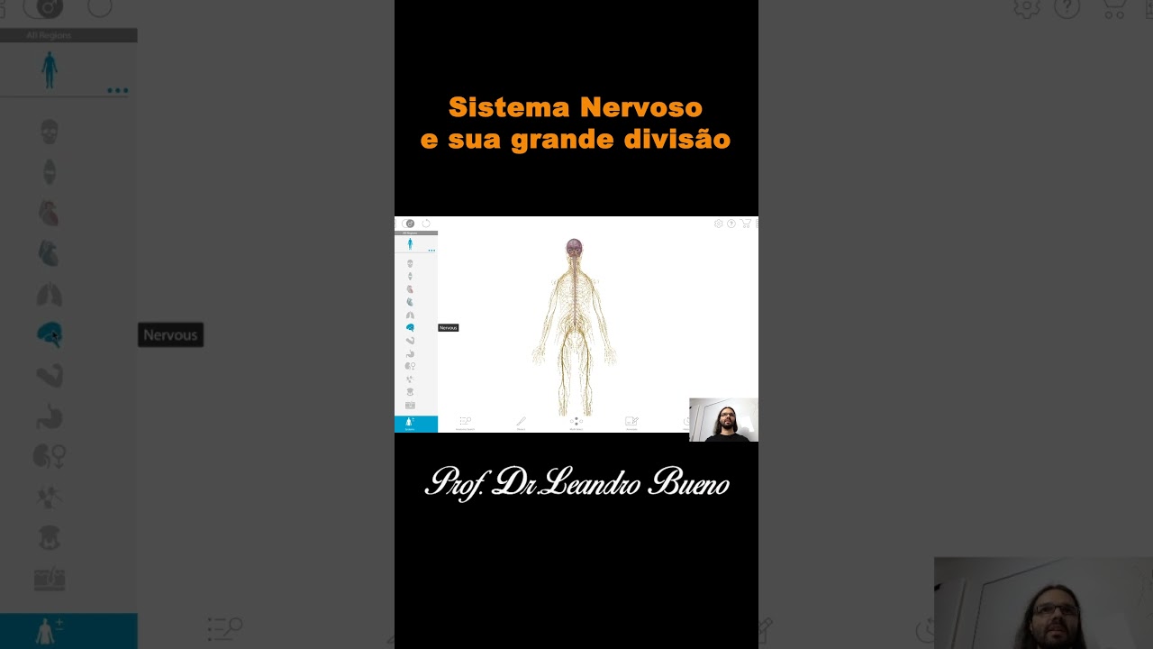 Sistema Nervoso e sua grande divisão - Anatomia  - Anatomia Humana