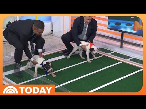 Puppies Predict Super Bowl 2026 Winner on TODAY