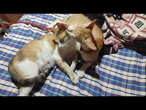 Cat Simmy is caring for Mom Manu