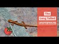 The Long Tailed Salamander