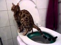 Bengal Kitten Using The Toilet Pooping In The Litter Kwitter Green Stage