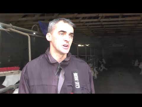 FARMA "ČAJTO" JAJIĆI