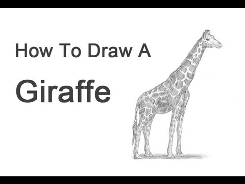 How to Draw a Giraffe - YouTube