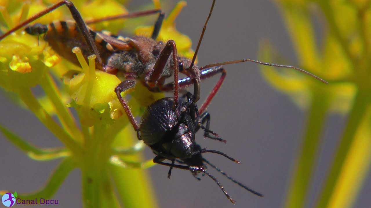 Watch chinches 4k, chinches de campo. Now chinches 4k, chinches de campo.