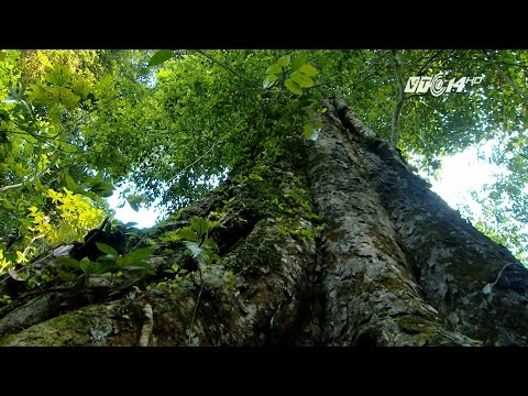 (VTC14)_ Nghìn năm rừng nghiến Cốc Ly