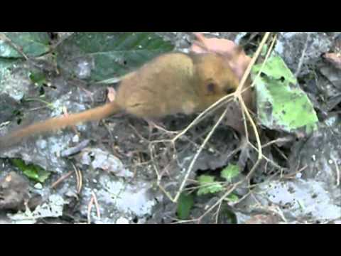 Muscardin - Haselmaus