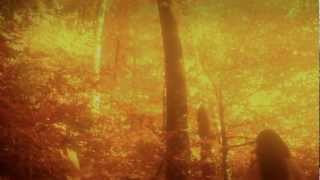 Silver Firs - South American Dreams