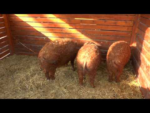 Das ungarische Mangalica Schwein