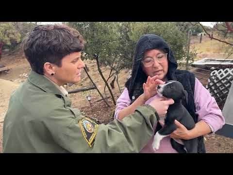 Animal Control Services In Spanaway Area