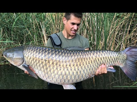 Kiskunsági amurok feederbottal