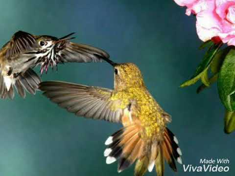 Ali Babahan Eflatun sevdam