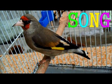 (Carduelis caniceps) Goldfinch song Best for training 1 hour