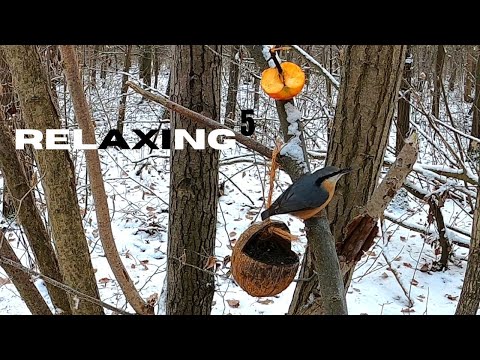 Relaxing⁵ Ep. 11 - Winter bird feeding: nuthatch, great spotted woodpecker and blue tit
