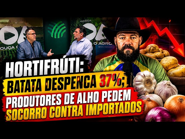 Hortifrúti: Batata despenca 37%; produtores de alho pedem socorro contra importados.