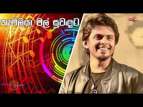 Kameliya Mal - (කැමීලියා මල් සුවඳට) - Cover By Dhanith Sri