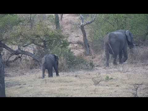 Djuma: Elephants-Short Trunk's small herd - 17:12 - 09/28/21