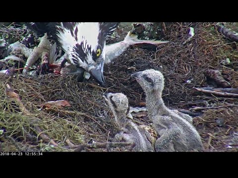 Live Fish Fed To Osprey Chicks On Wet Day In Savannah, GA – April 17, 2022