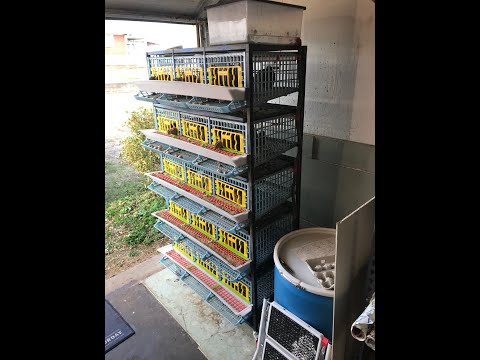 Hatching Time Quail Cage - 5 Layer Review