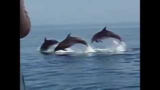 preview picture of video 'Bottlenose dolphins jumping'