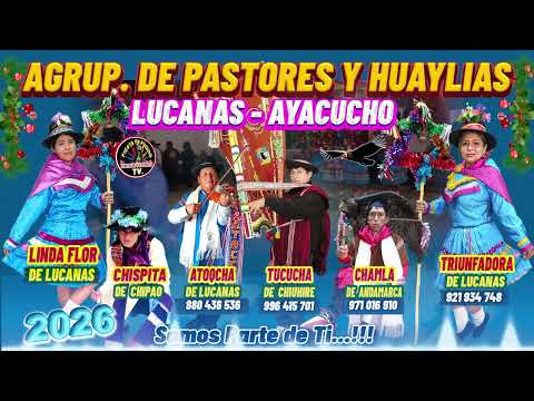 PASTORES Y HUAYLIAS LUCANAS - AYACUCHO 2026 CON ATOQCHA Y  TUCUCHA  GUIADORA TRIUNFADORA DE LUCANAS