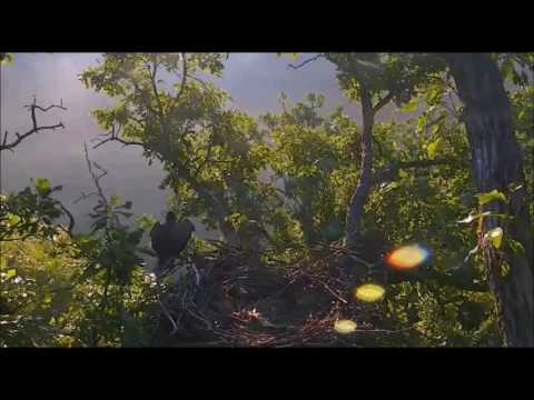 DECORAH NORTH NEST     7/9/2016    6:26 AM  CDT     THERE GOES DNN 1