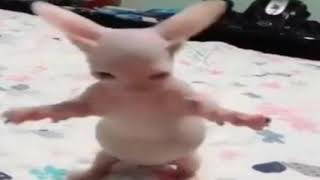 Cover art for bingus dance