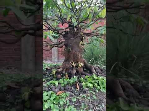 Vườn mai bonsai | mai vàng miền nam | ngày 17/3/2022