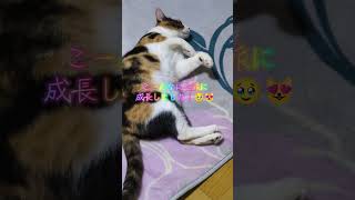2026年2月22日はニャンニャンニャンニャン！こんなに大きくなりました✨😺😉 #保護猫 #三毛猫  #ニャンキー #猫のいる暮らし #ねこ #cat