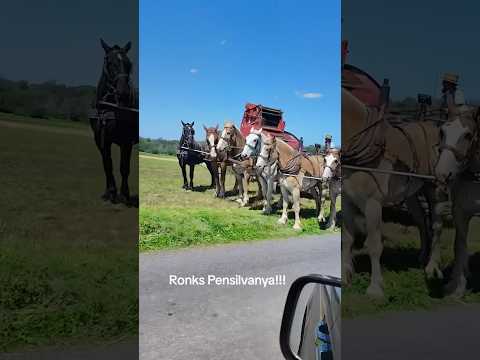 NO TRACTOR NEEDED! JUST REAL HORSEPOWER! 😱🐴💪 #agriculture #farming #tractor