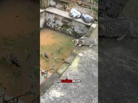 Cuộc Rượt Đuổi 