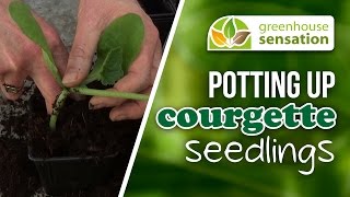 Sowing Courgette Seeds