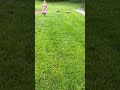 Labrador Retriever dogs for sale: Ava  - Video 1