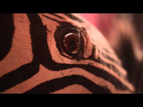 TeeTrend & The Afro Therapy