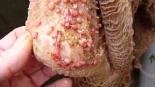 Shocking Stomach Parasites Rumen Fluke Infecting Farm Animals We Eat In Fields Near You. U.K