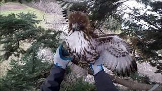 Hood River Red Tailed Hawk Rescue