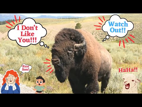 One Wrong Move And Your Toast | Buffalo Traffic Jam | Yellowstone National Park