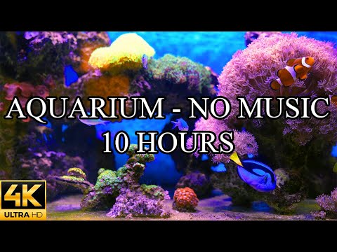 Aquarium 4K Video Ultra HD NO MUSIC and NO ADS - 10 Hours | Fish Tank Sounds For Sleep