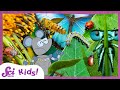 Most Amazing Insect Facts SciShow Kids Compilation